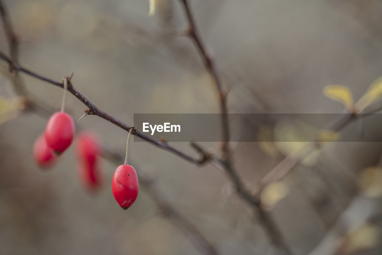 fruit, tree, branch, plant, flower, food and drink, food, healthy eating, red, nature, no people, focus on foreground, leaf, close-up, macro photography, freshness, spring, blossom, twig, day, growth, hanging, outdoors, produce, selective focus, berry, cherry, beauty in nature, autumn