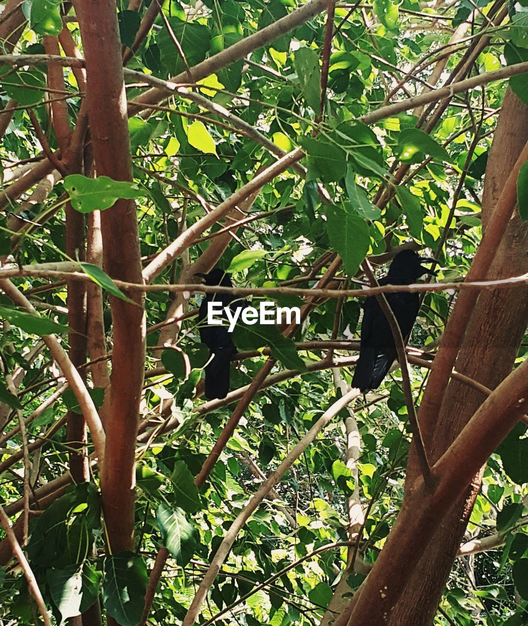 CLOSE-UP OF A TREE