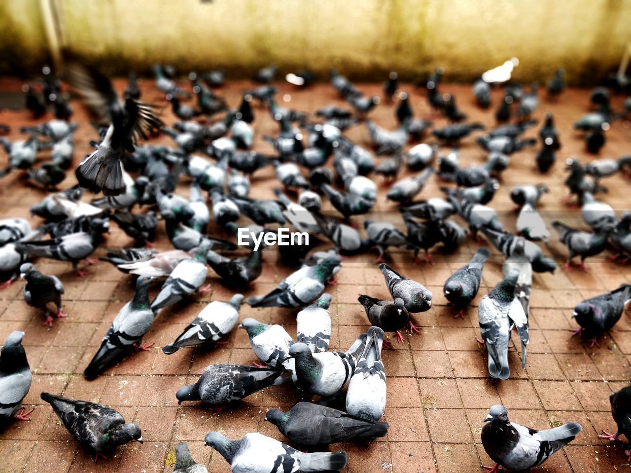 High angle view of pigeons feeding