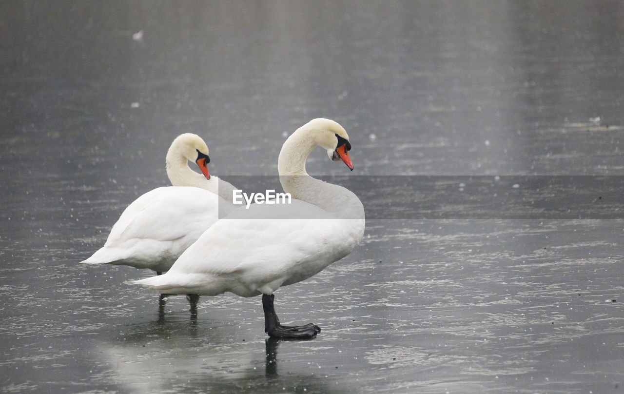Close-up of swans on frozen lake