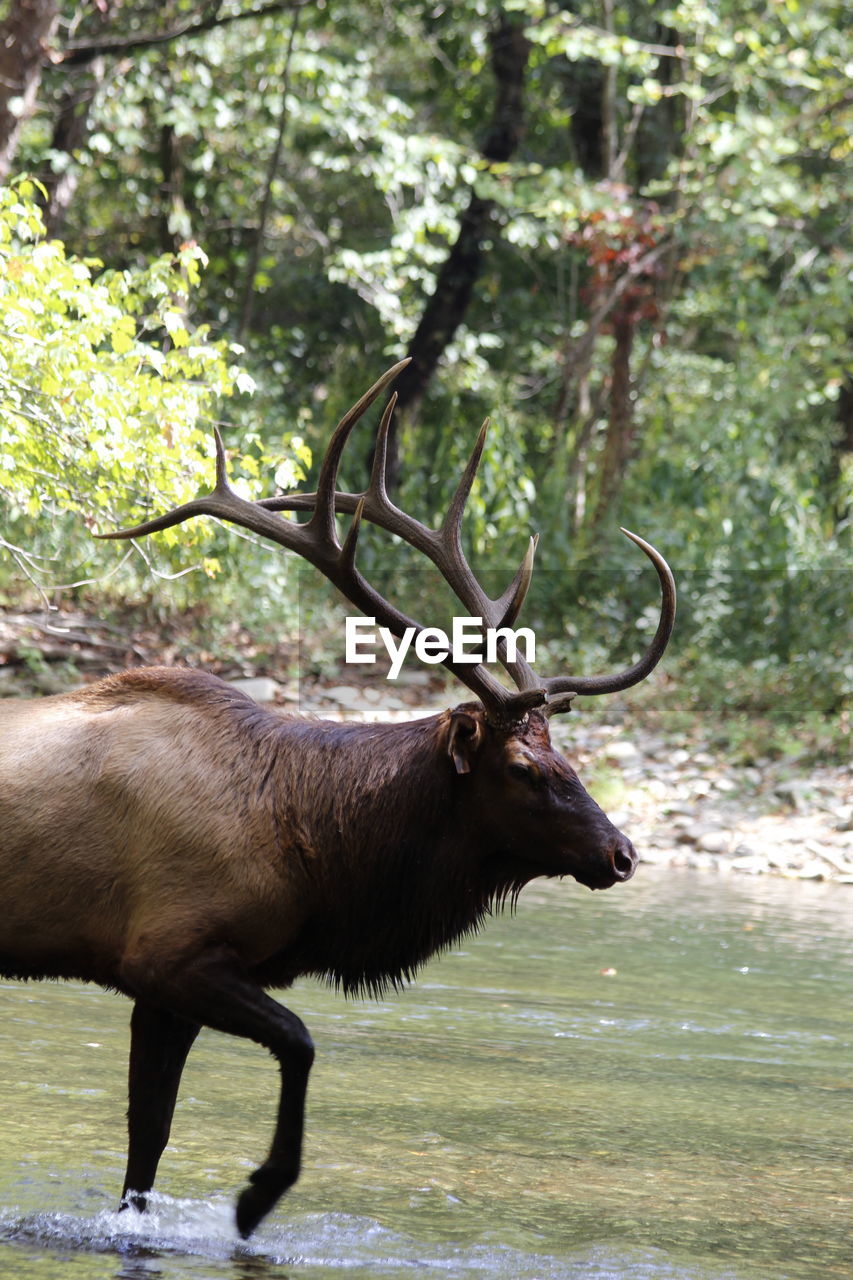 Elk in the strean