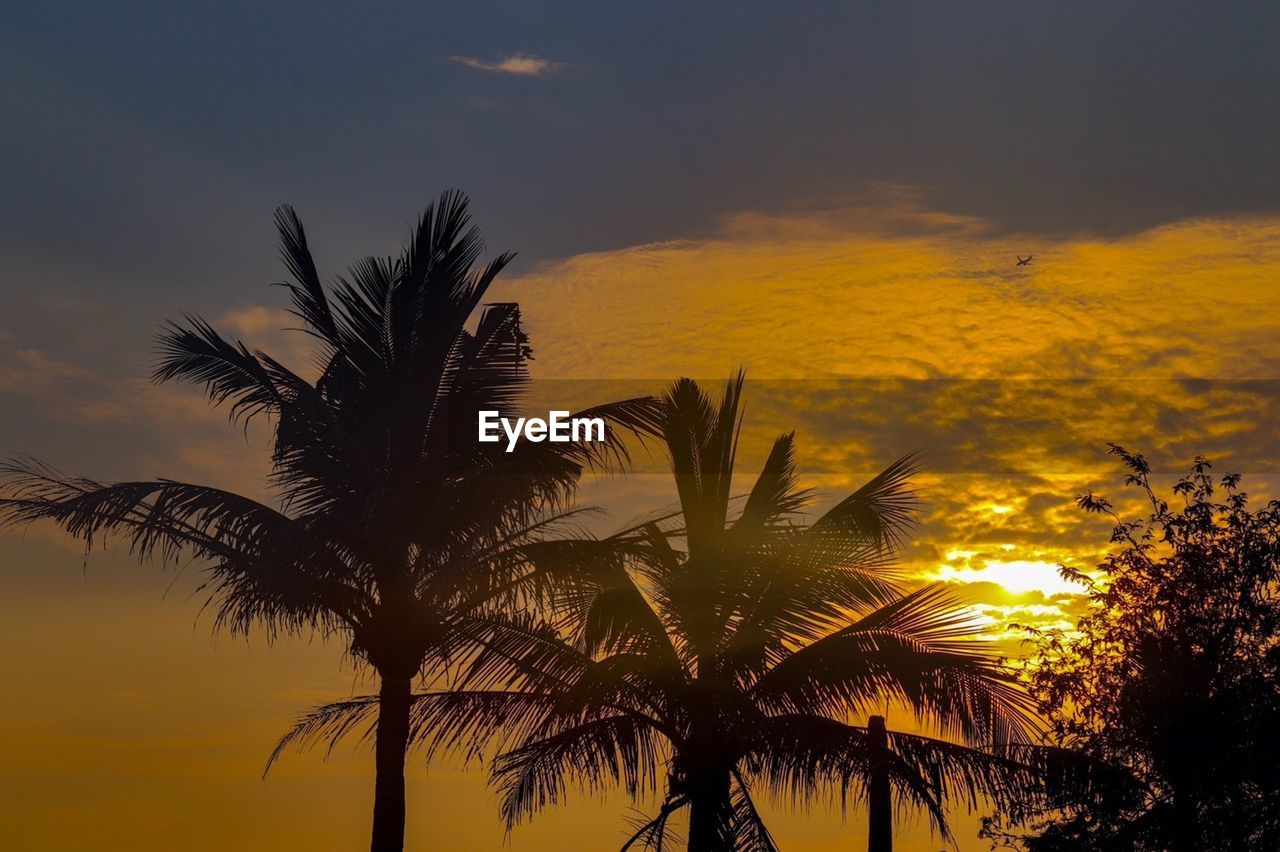 Silhouette palm trees against sky during sunset