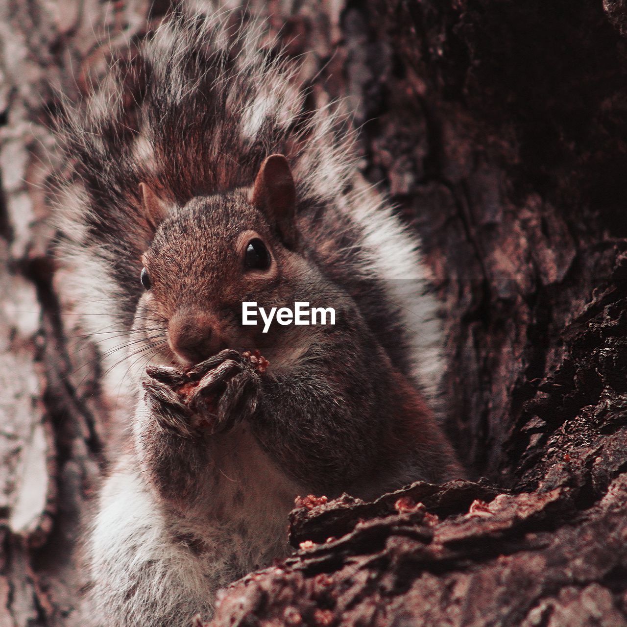 CLOSE-UP OF SQUIRREL EATING ON TREE