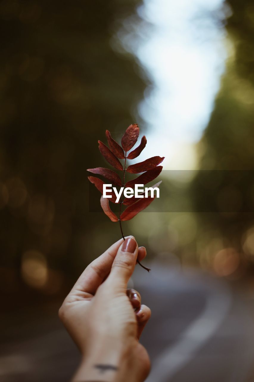 Cropped hand of woman holding autumn leaves on road