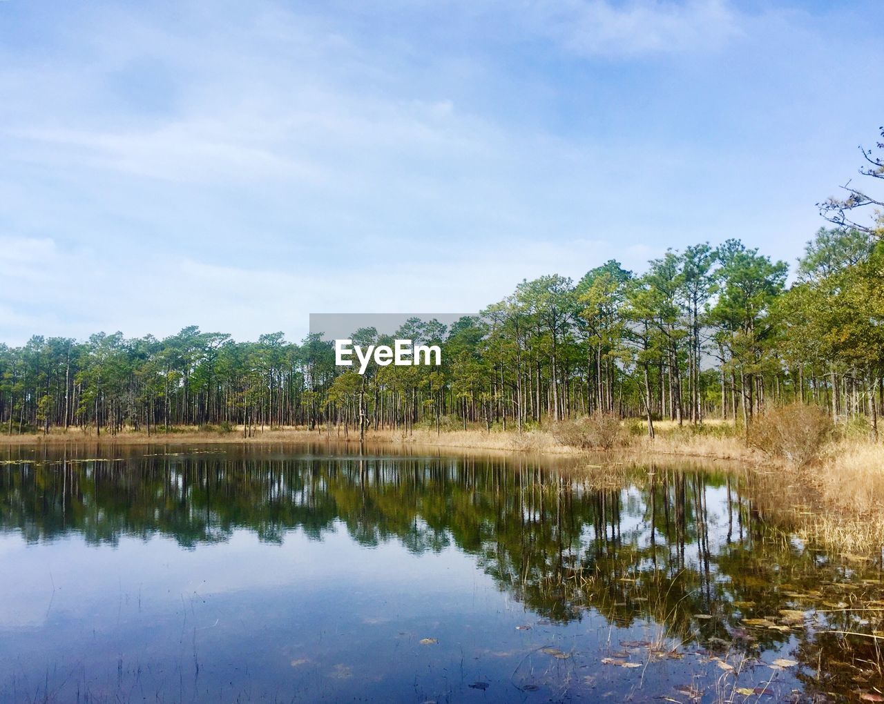 SCENIC VIEW OF LAKE AND TREES AGAINST SKY