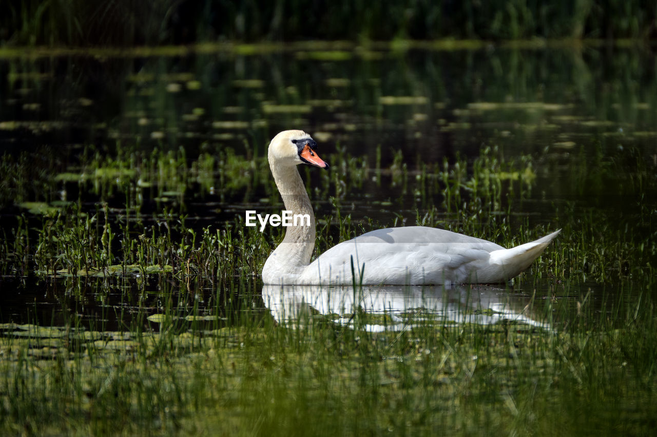 VIEW OF SWAN IN LAKE