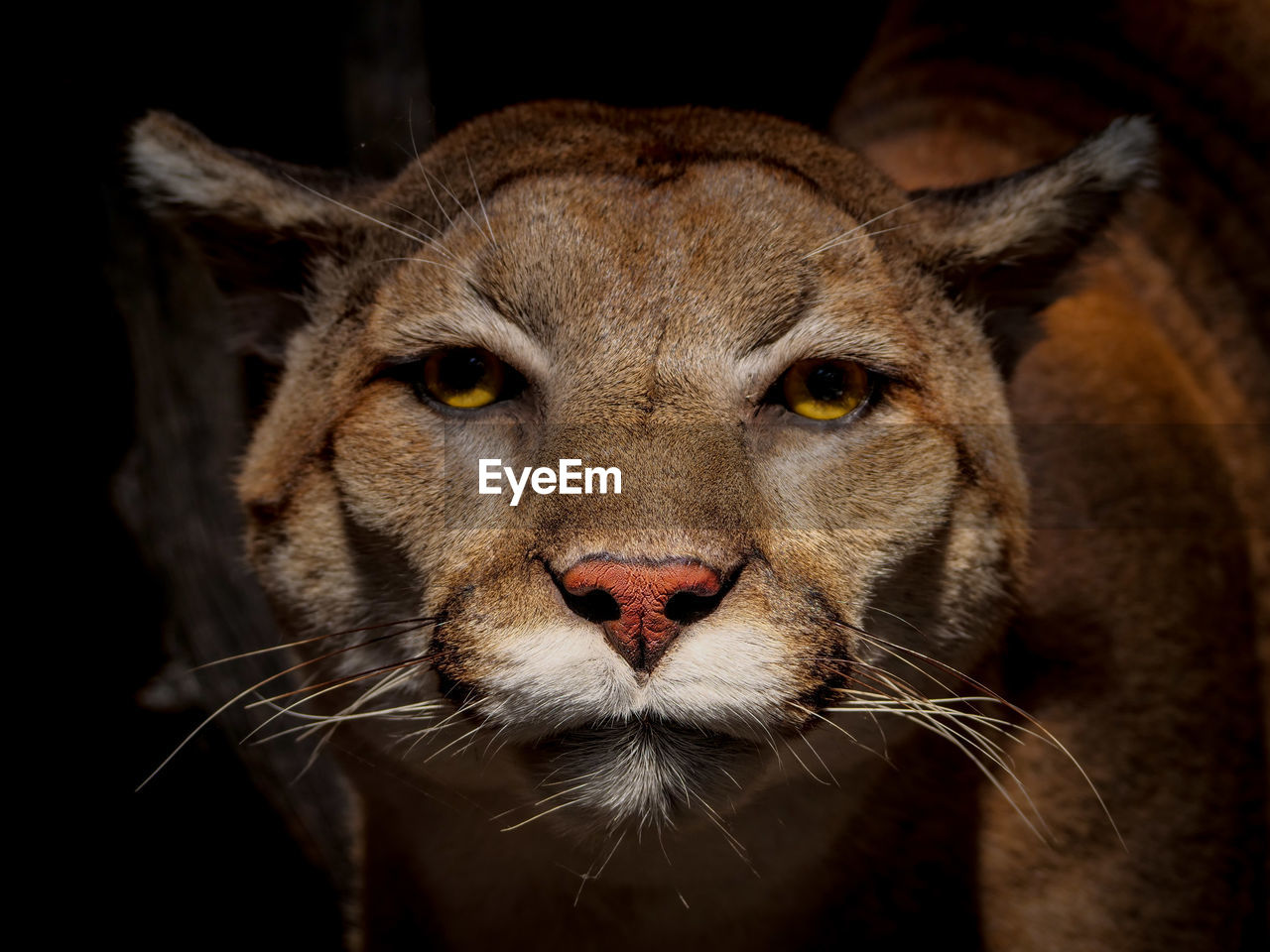 Close-up portrait of a cougar 