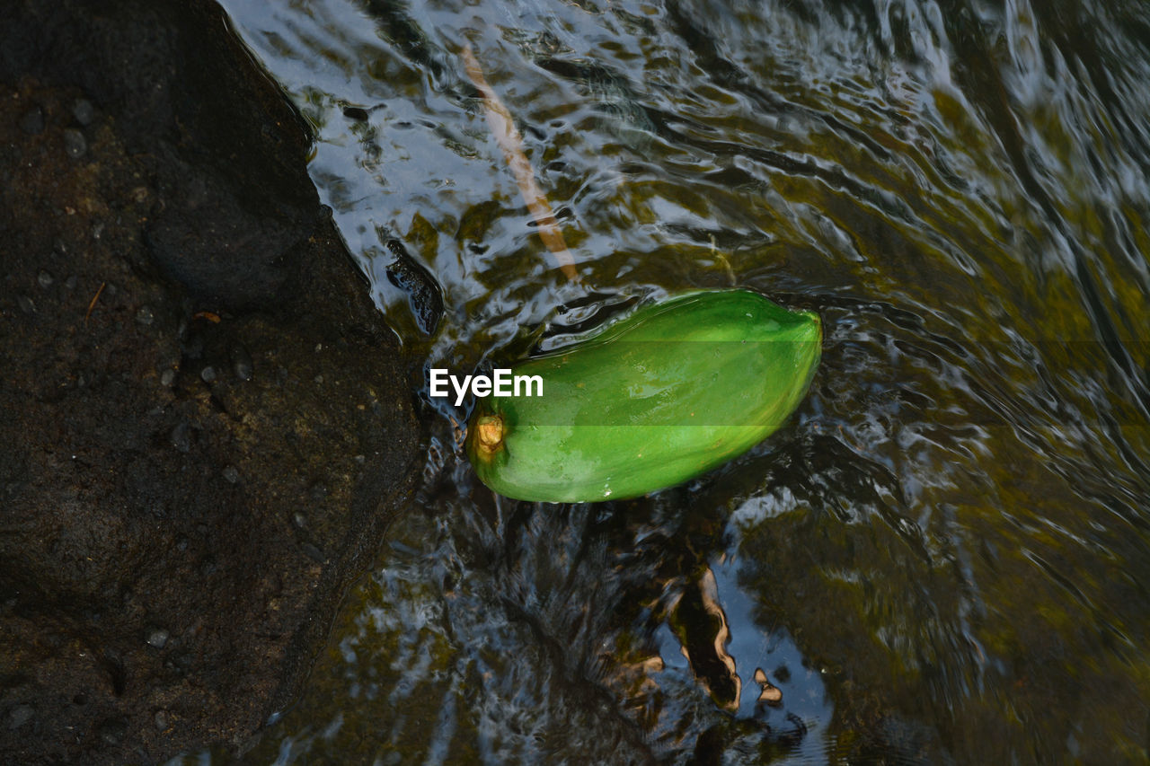 Papaya fruit carried by the river currents