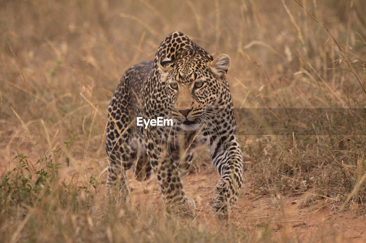 Leopard walking on grassy field