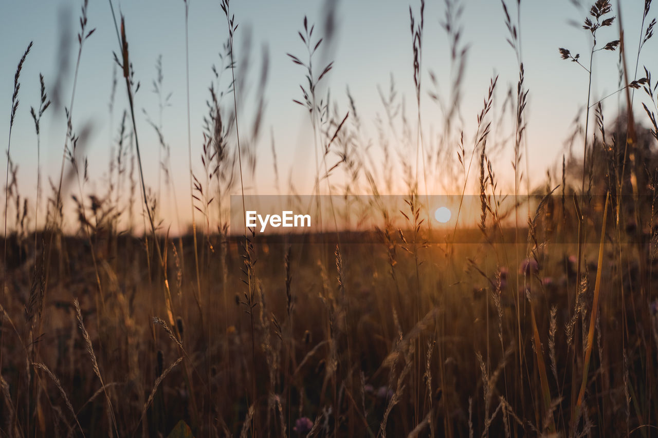 View of stalks in field at sunset