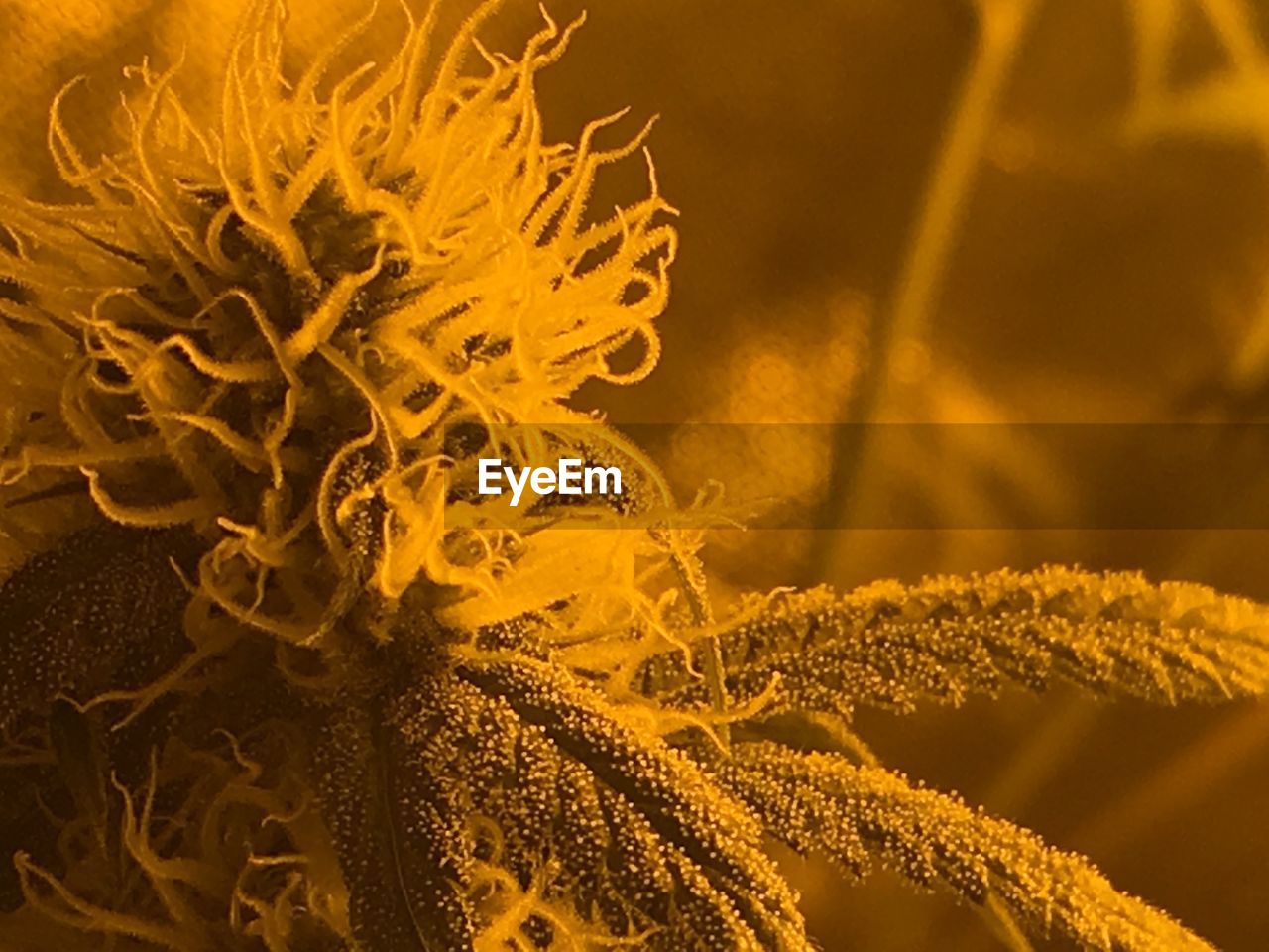 Close-up of yellow flowering plant