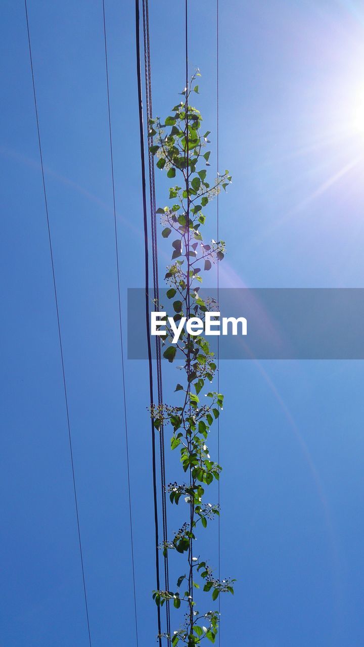 Low angle view of creeper plants on power lines against sky