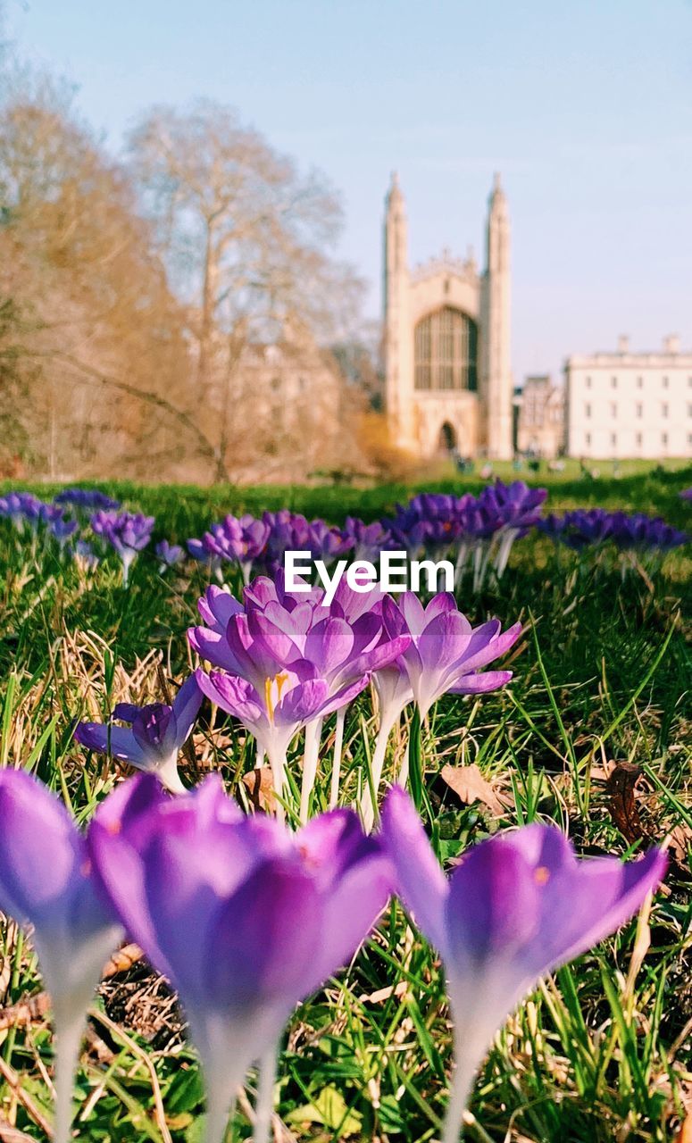 Close-up of purple crocus flowers on field