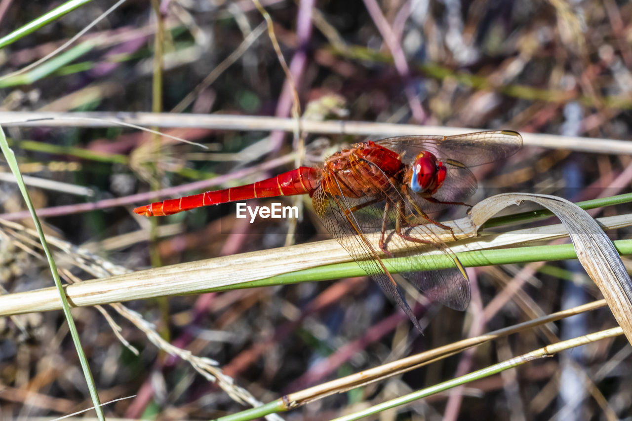 CLOSE-UP OF DRAGONFLY