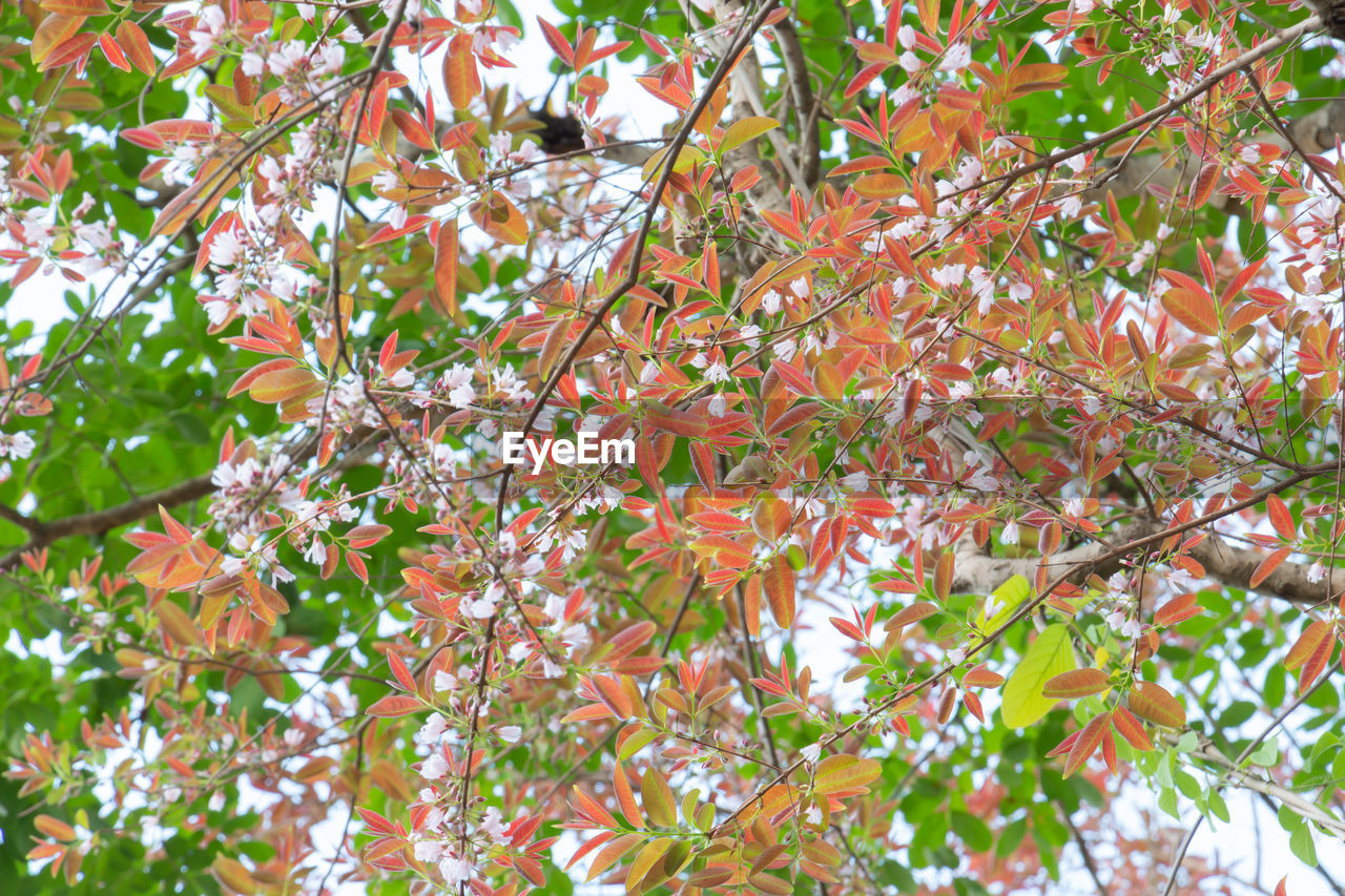 LOW ANGLE VIEW OF FLOWERING PLANTS ON TREE