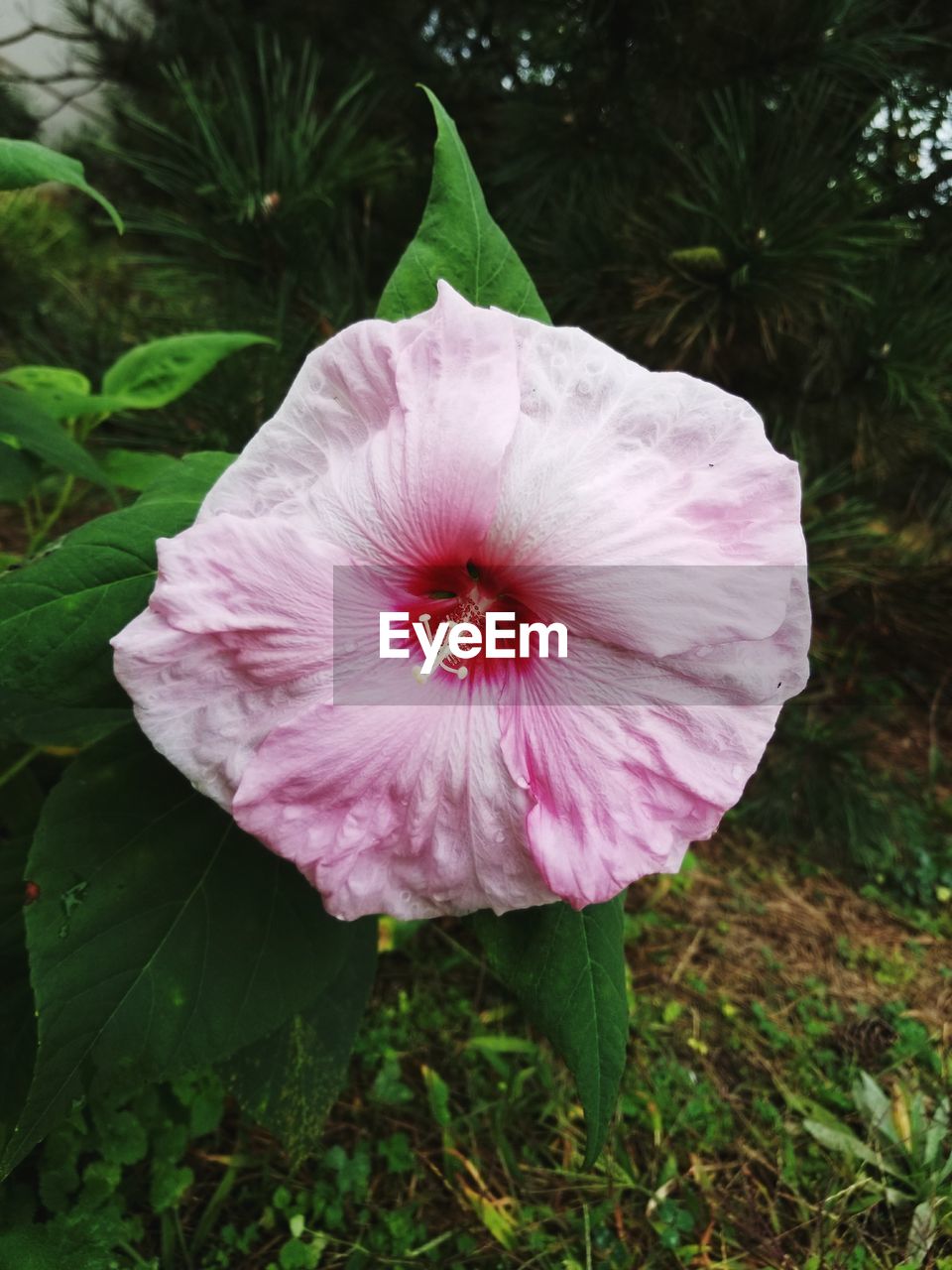 CLOSE-UP OF HIBISCUS BLOOMING OUTDOORS