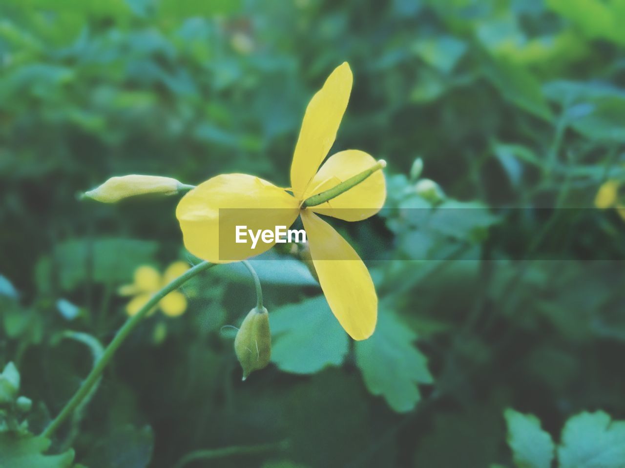 CLOSE-UP OF YELLOW FLOWERS