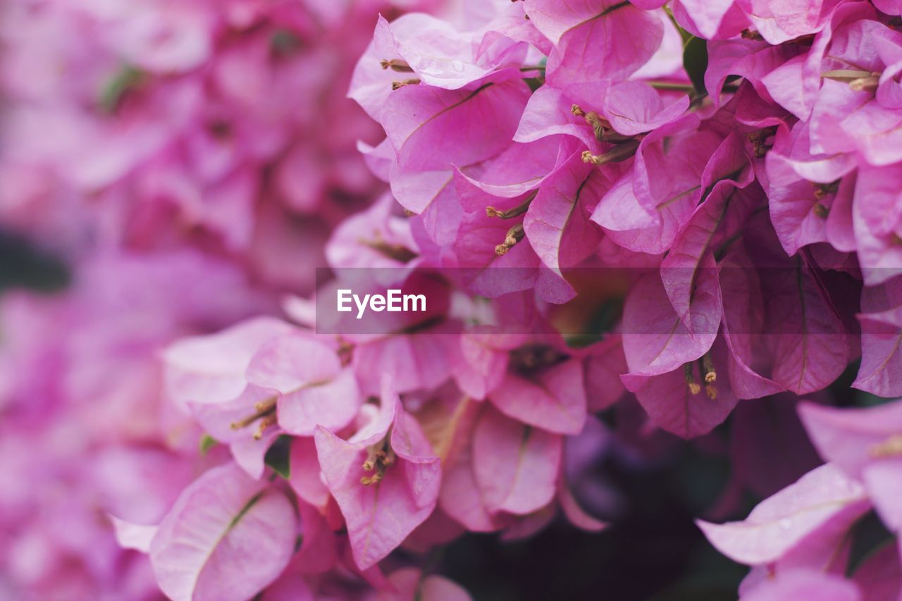 Close-up of pink hydrangea blooming outdoors