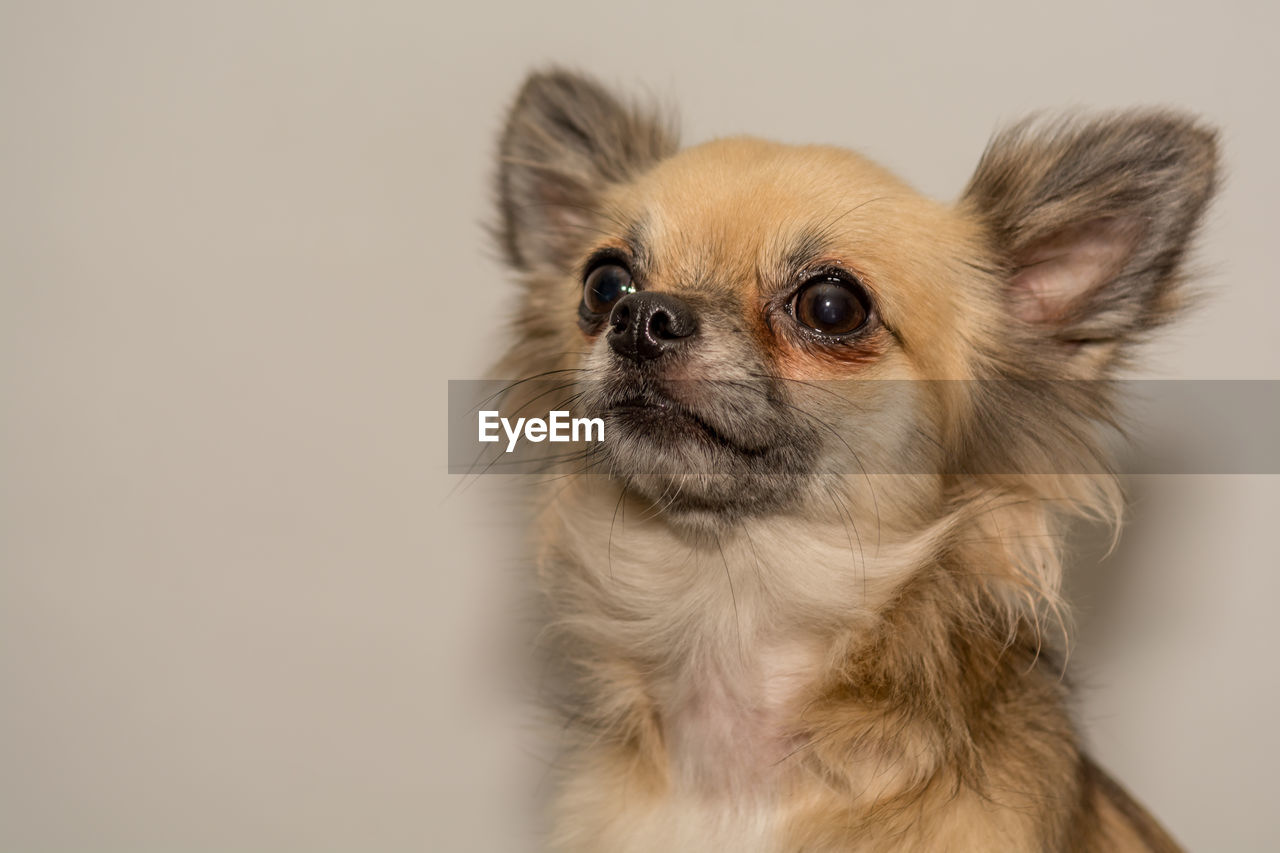 Close-up of dog against white background