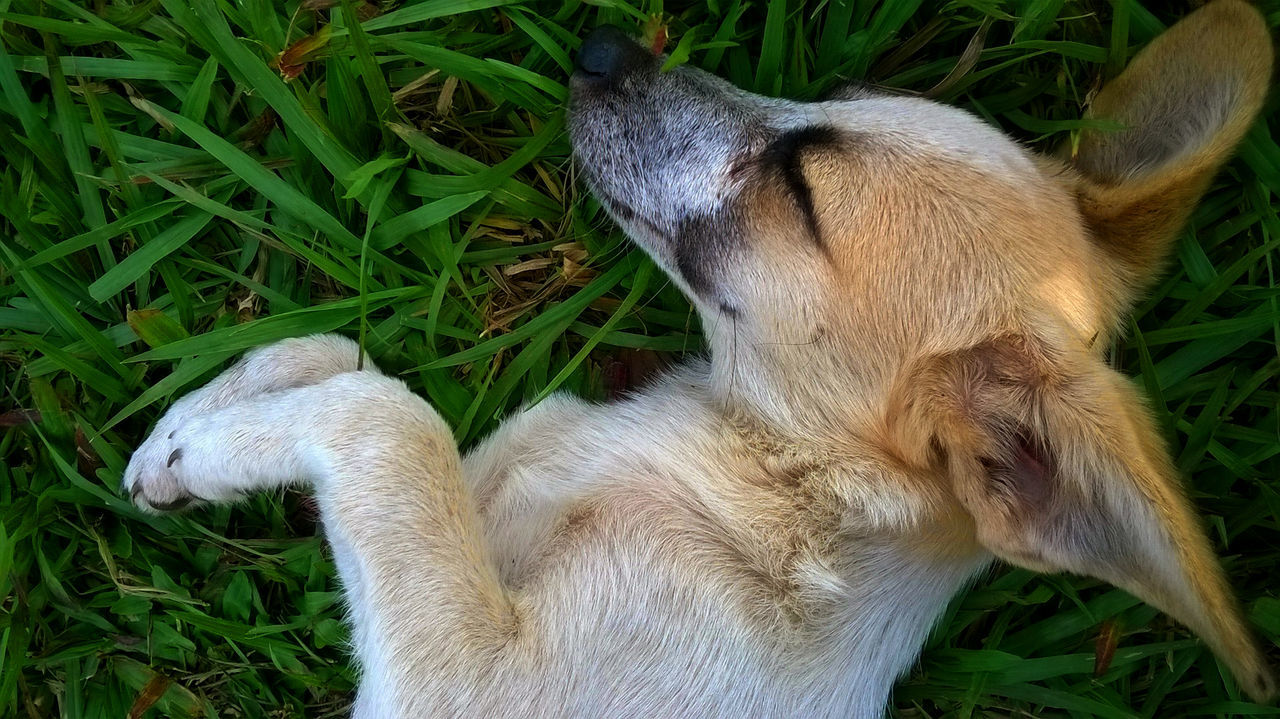 High angle view of dog sleeping on grassy field