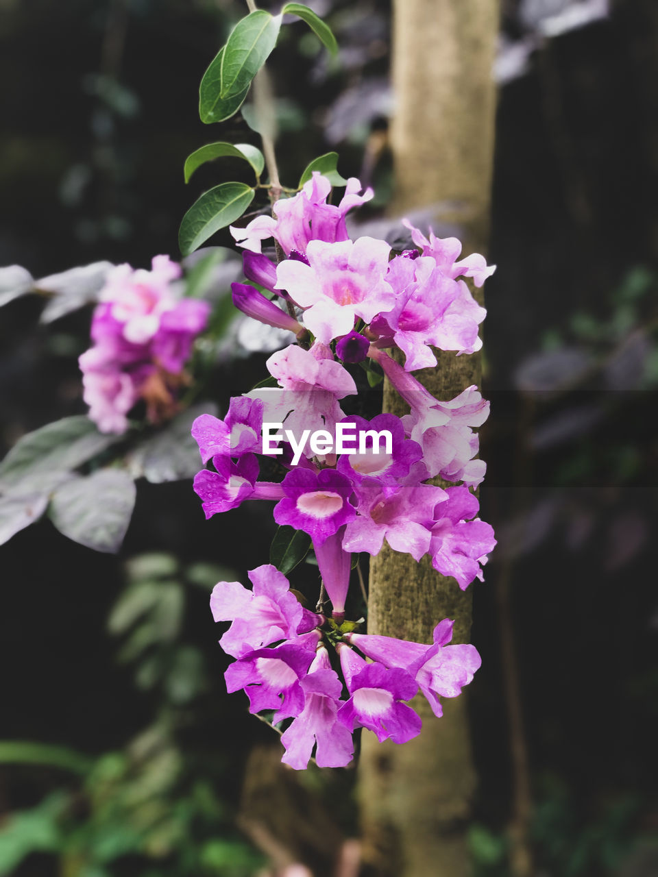 CLOSE-UP OF PURPLE FLOWERING PLANTS