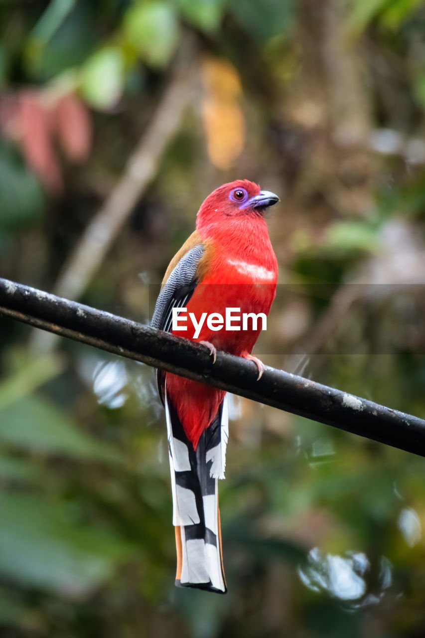 bird perching on tree