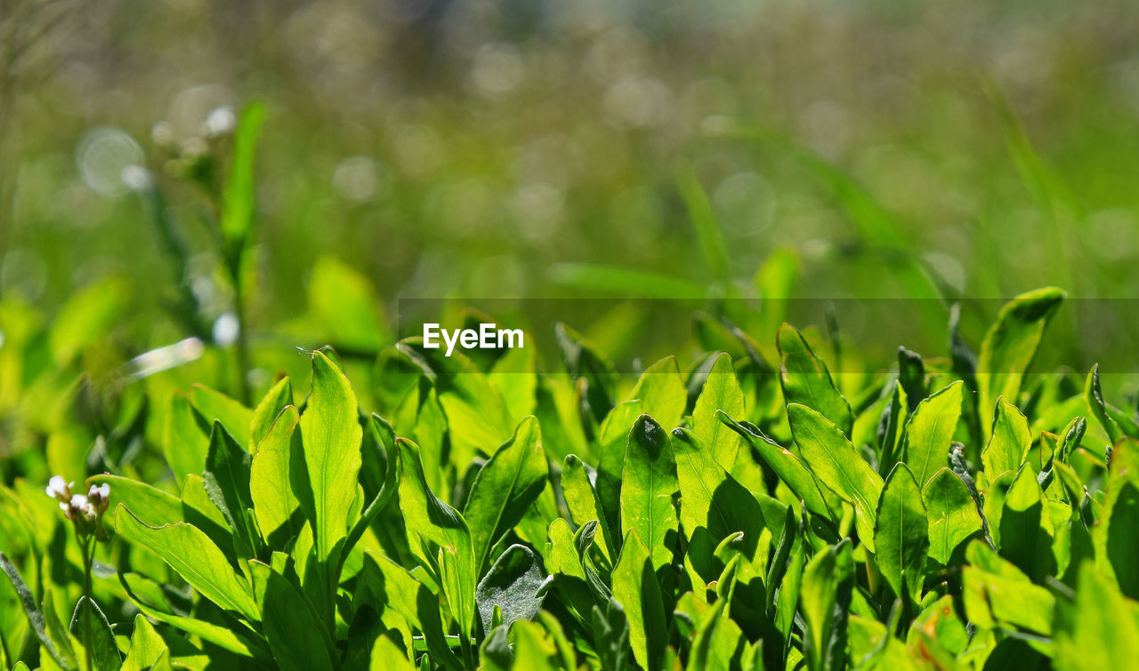 CLOSE-UP OF PLANTS GROWING ON FIELD