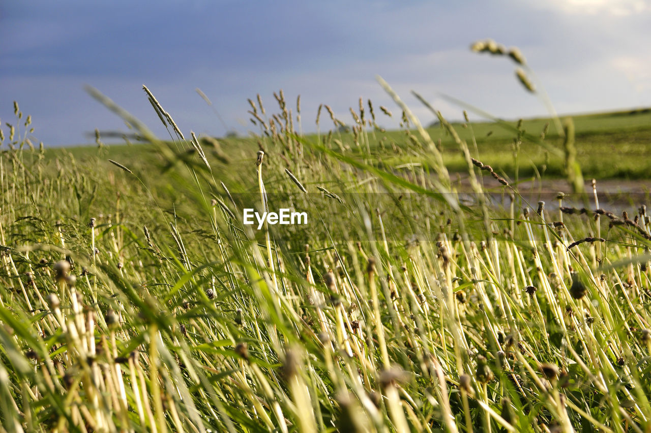 close-up of wheat growing on field