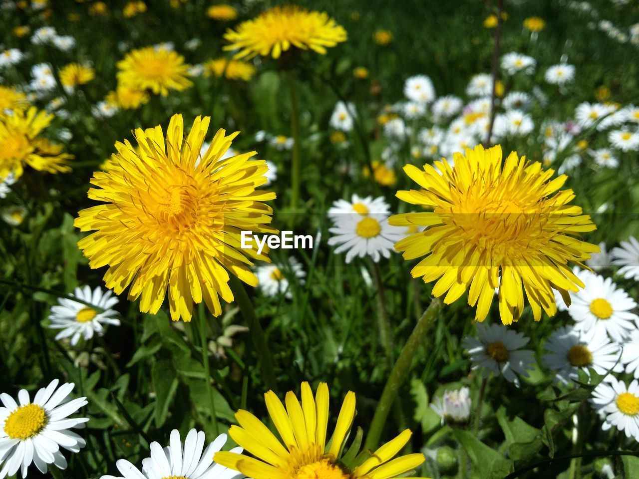 CLOSE-UP OF DAISY FLOWERS BLOOMING IN FIELD