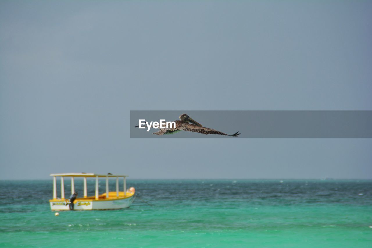 Bird flying over sea against clear sky