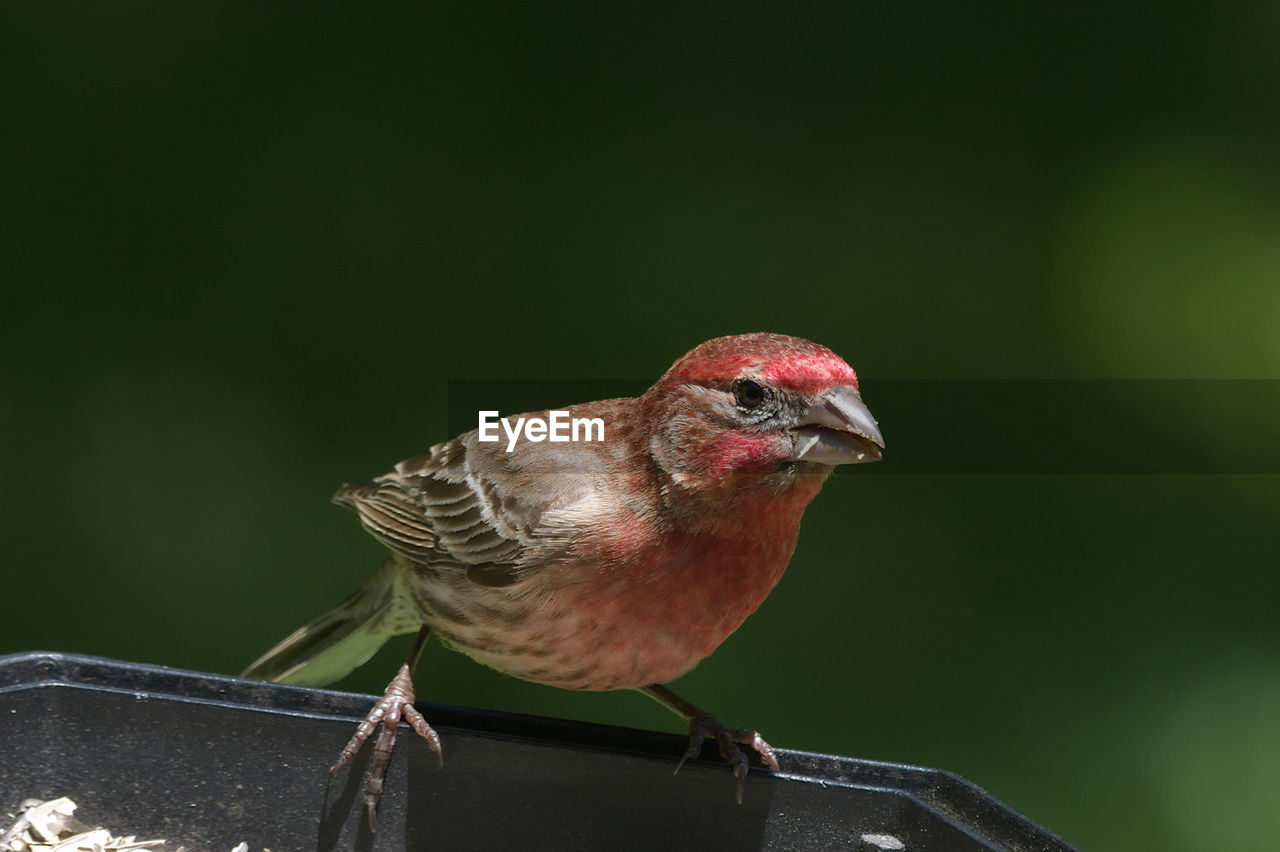 animal themes, bird, animal, animal wildlife, one animal, house finch, beak, wildlife, perching, house sparrow, sparrow, nature, full length, focus on foreground, close-up, red, no people, songbird, outdoors, day, eating, beauty in nature, food