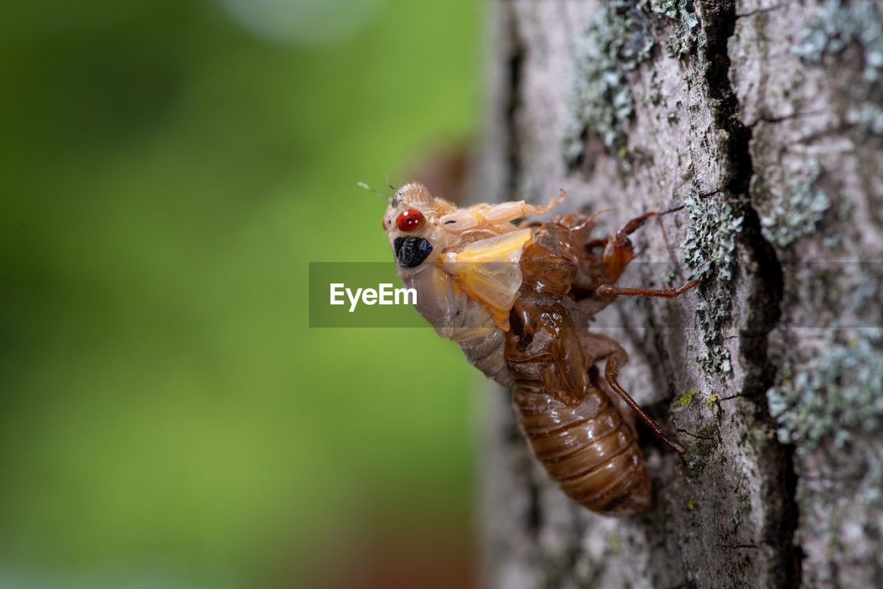CLOSE-UP OF HOUSEFLY ON TREE TRUNK