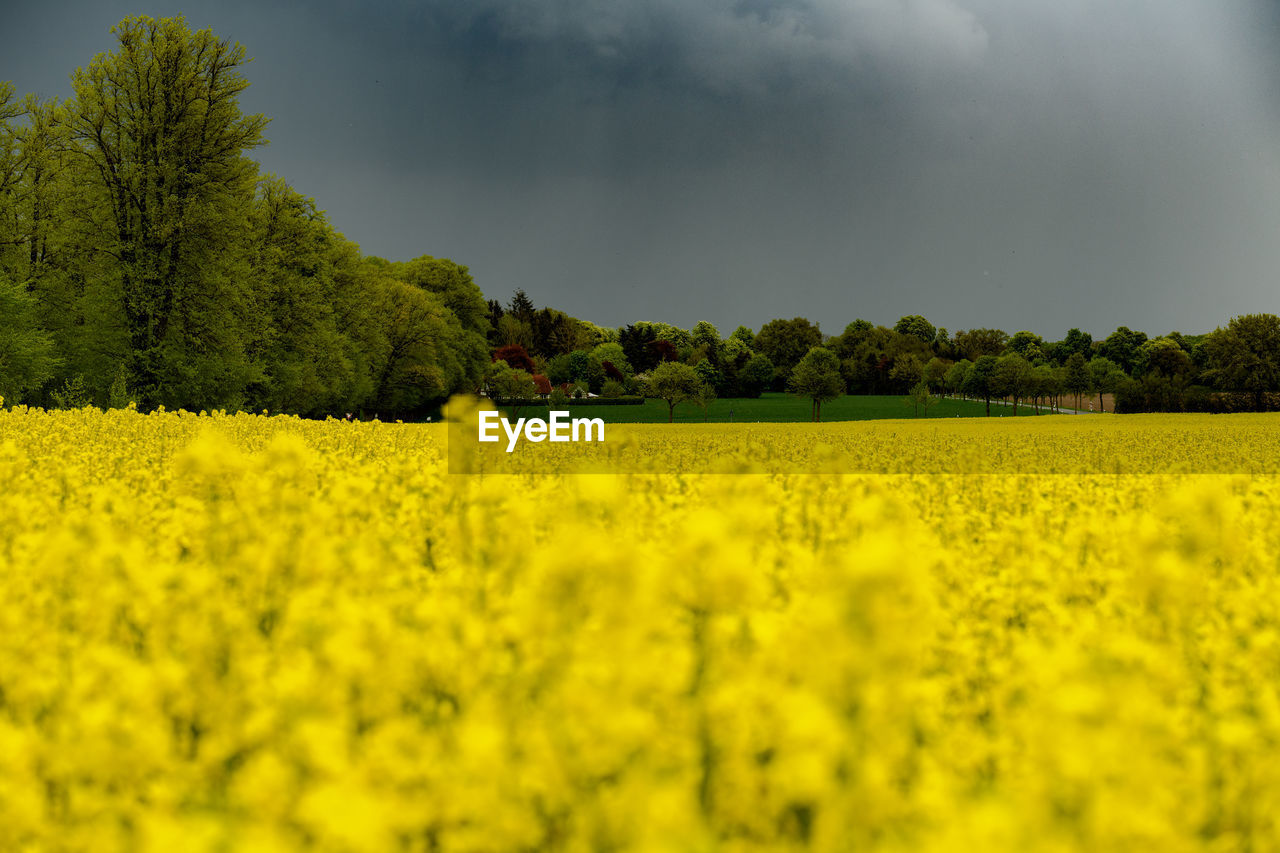 SCENIC VIEW OF GREEN FIELD AGAINST SKY