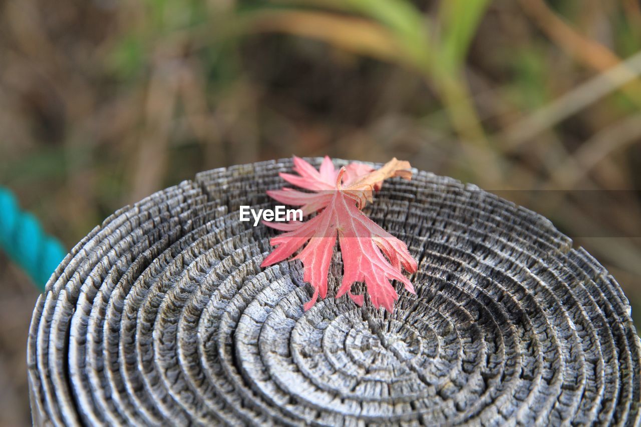 Detail shot of tree stump