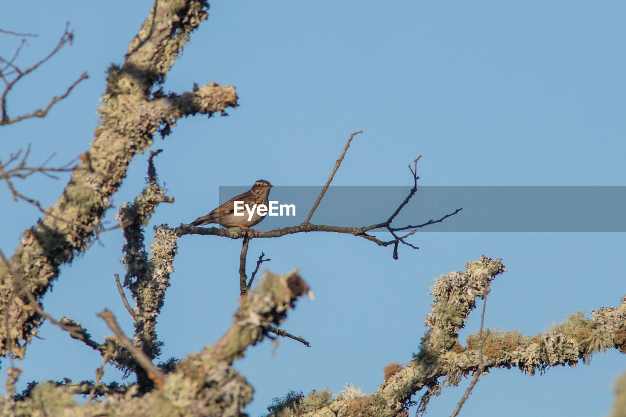 LOW ANGLE VIEW OF BIRDS PERCHING ON TREE