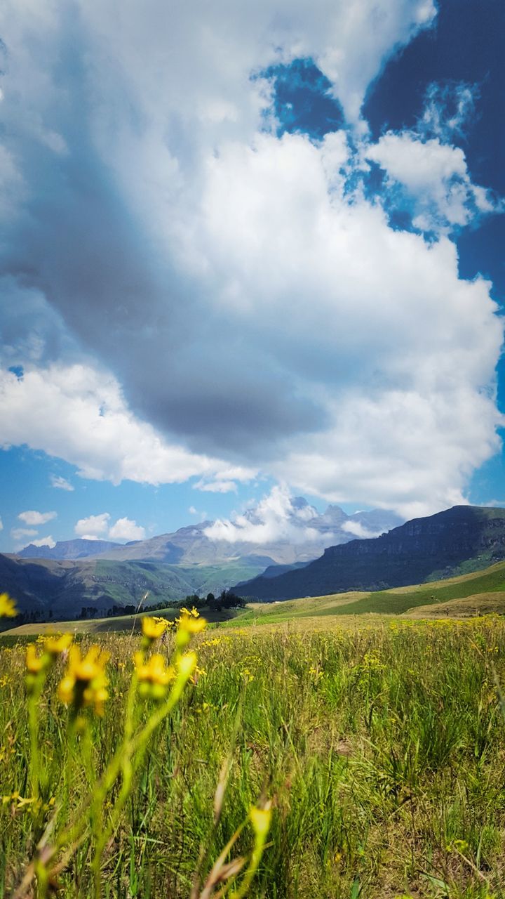 SCENIC VIEW OF OILSEED RAPE AGAINST CLOUDY SKY