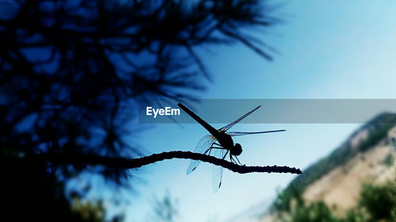 Close-up of insect on branch against sky