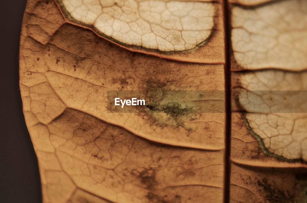 Close-up of leaf 