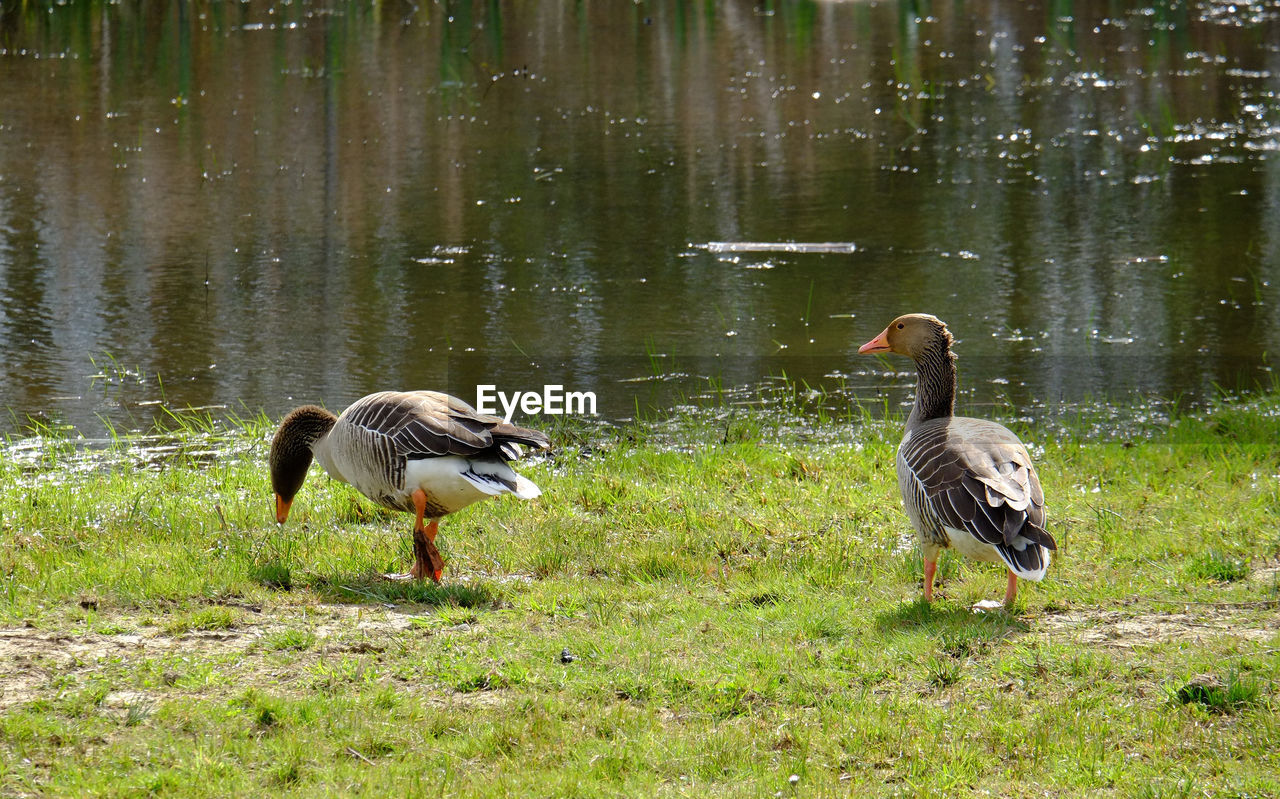 Geese on grassy by lake