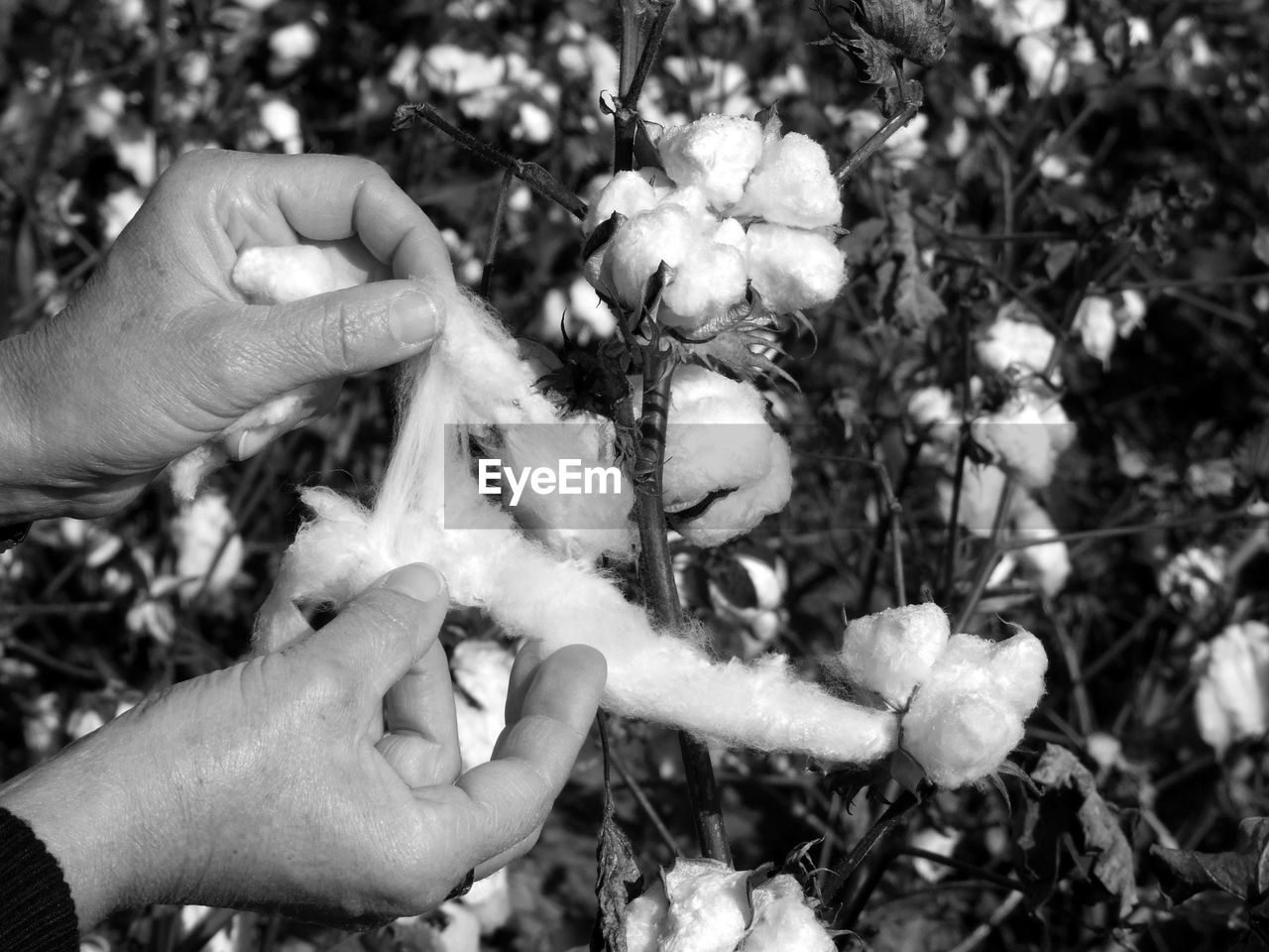 hand, plant, black and white, holding, one person, nature, flower, growth, monochrome photography, leaf, monochrome, day, finger, freshness, flowering plant, focus on foreground, tree, close-up, lifestyles, land, outdoors, black, food, adult, women, food and drink, spring, plant part, high angle view, personal perspective, leisure activity, field