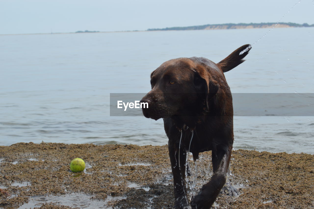 Wet dog by tennis ball on beach