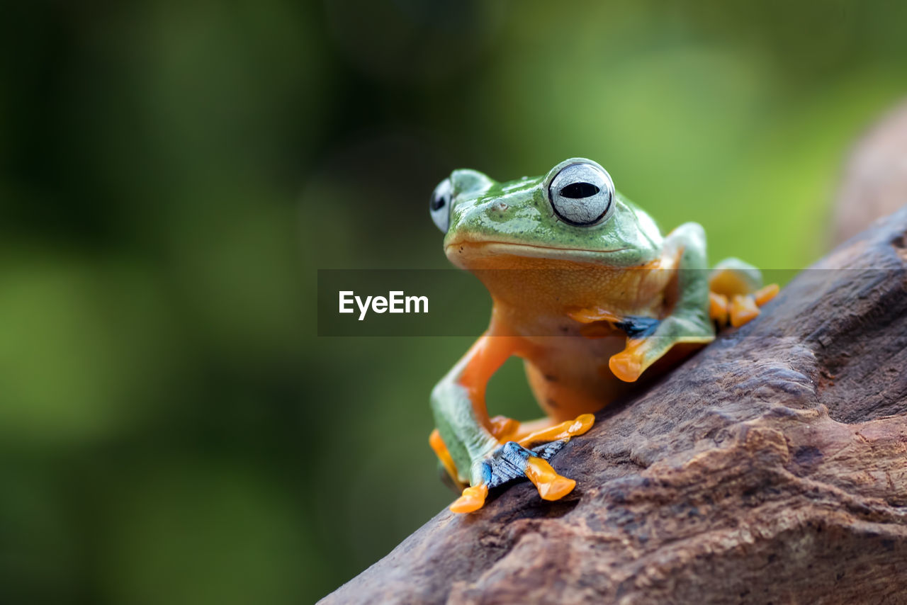 Black-webbed tree frog on a branch