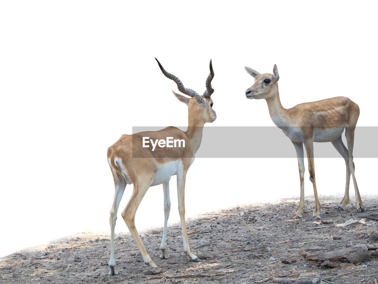 animal, animal themes, animal wildlife, wildlife, mammal, group of animals, gazelle, springbok, no people, nature, standing, antelope, impala, full length, two animals, deer, side view, outdoors, day, beauty in nature, environment, land, domestic animals, herbivorous, young animal, sky