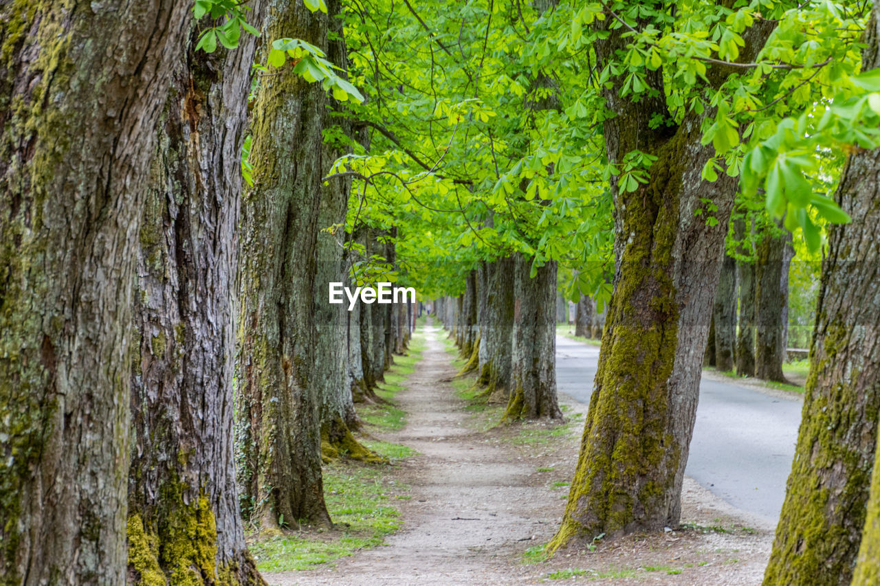 Footpath amidst trees in forest