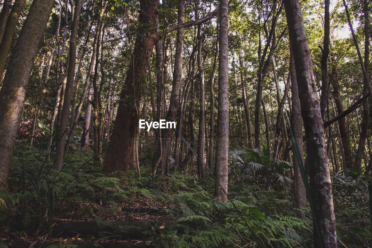 Trees growing at forest