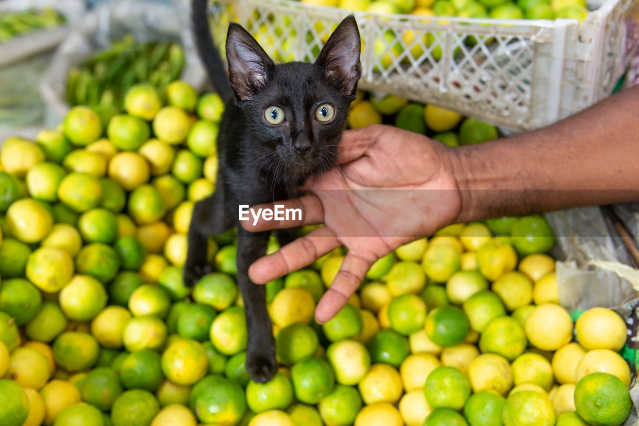 Black cat with bulging eyes plays on top of a mountain of lemons. pet cat at the fair