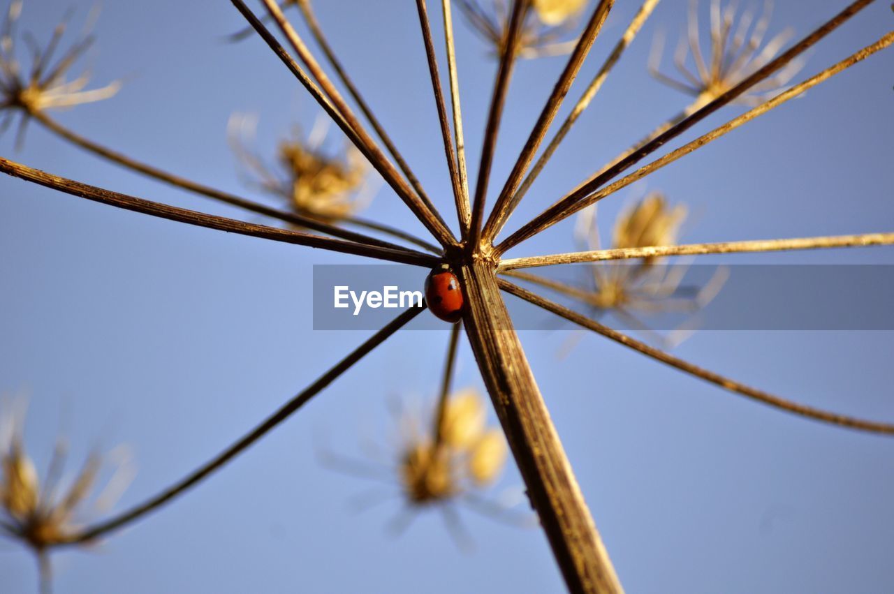 CLOSE-UP OF FLOWERS AGAINST CLEAR SKY