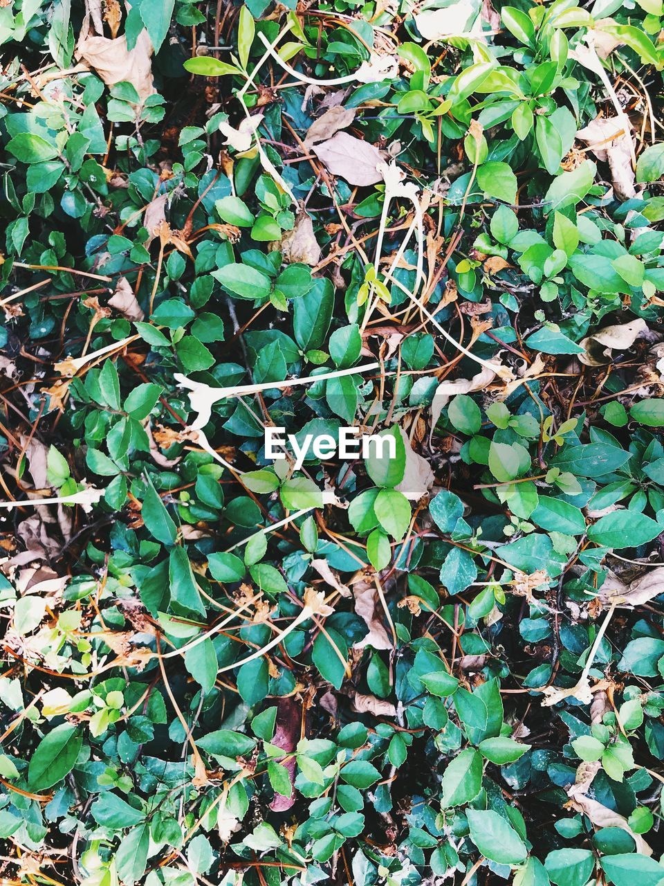 HIGH ANGLE VIEW OF IVY GROWING ON PLANT