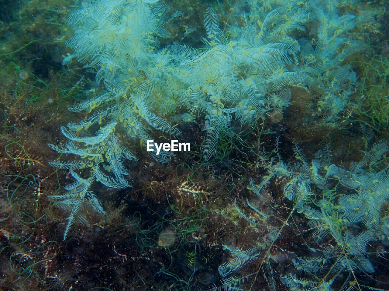 CLOSE-UP OF CORAL IN SEA