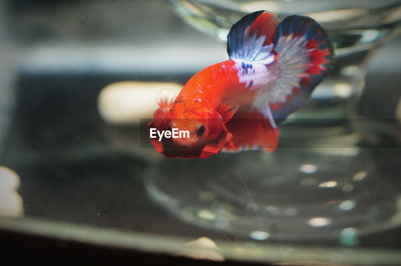 FISH SWIMMING IN SEA SEEN THROUGH GLASS